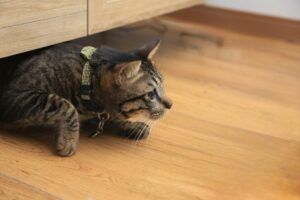 おもちゃを狙う猫