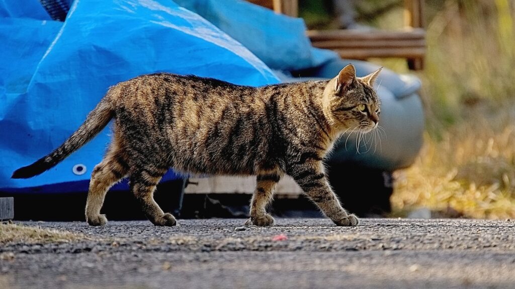 外を歩くキジトラ