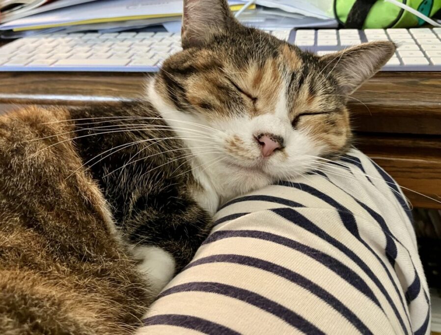 飼い主さんに体を預けて眠る猫