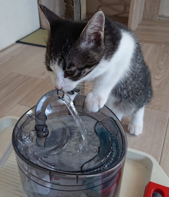 給水機に手をかけてお水を飲む猫