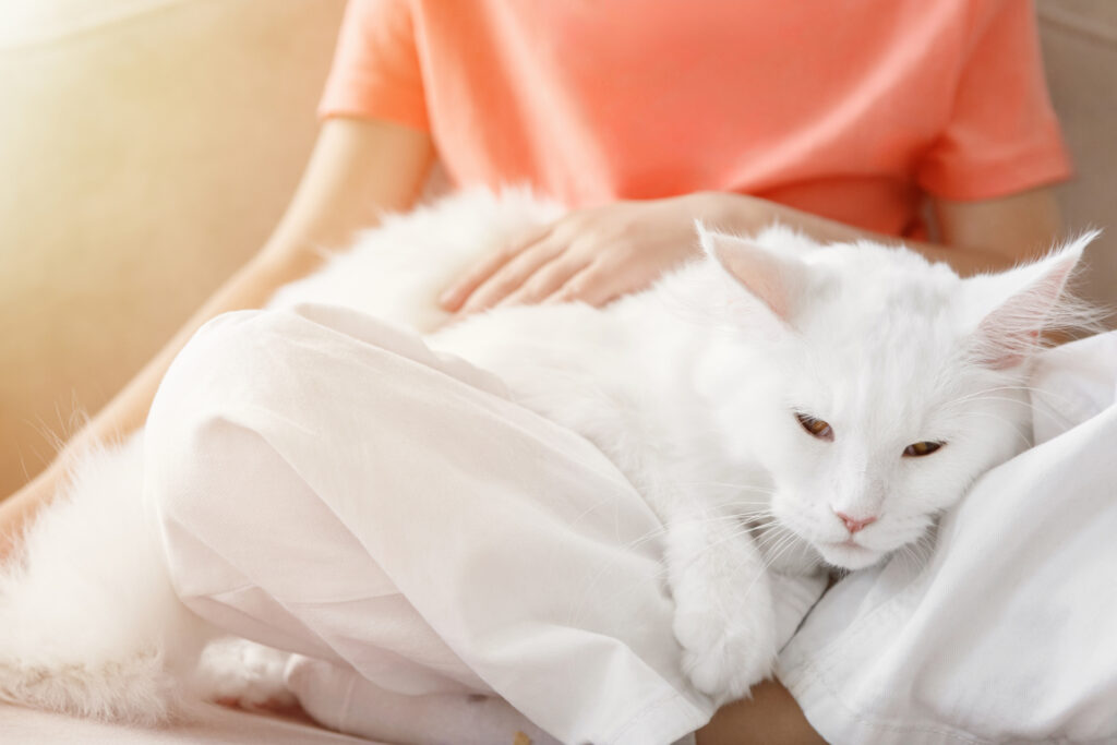 飼い主さんの膝に乗る白猫