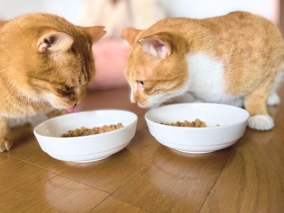 一緒にごはんを食べながら、横の子のごはんを気にする猫