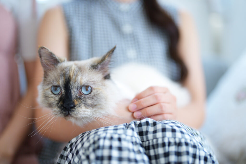 膝の上でじっとしてる猫