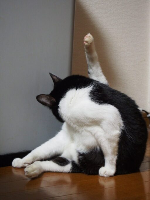 足ピーンで毛繕いしてる猫