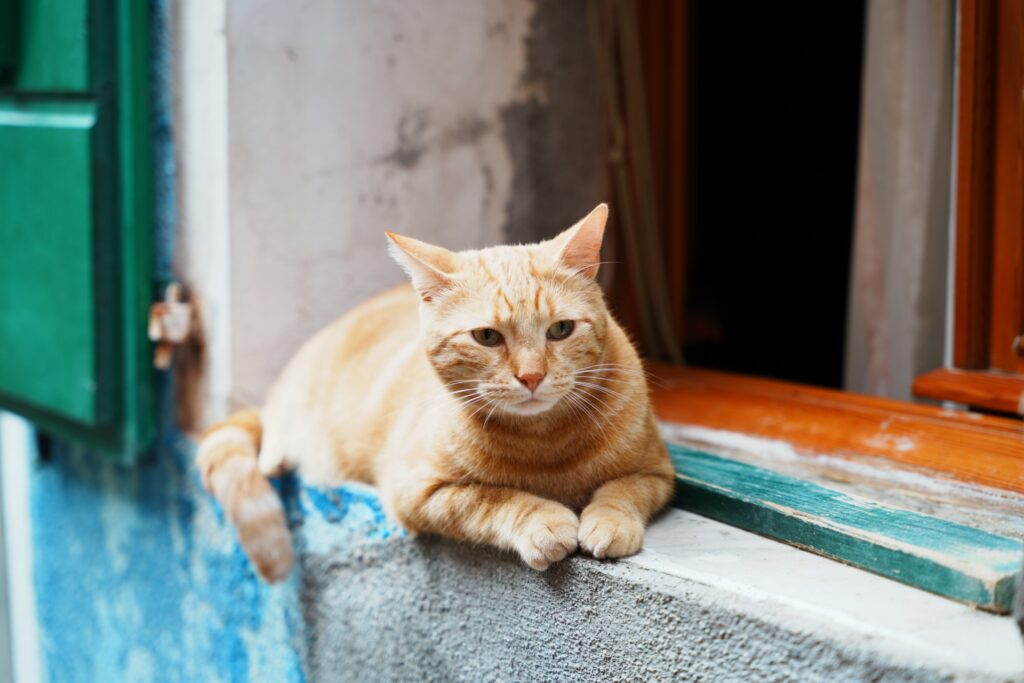ブラーノ島の猫