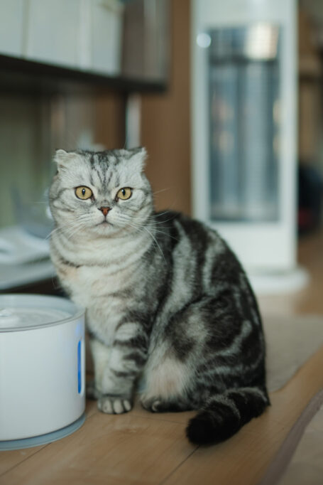 給水機の横に座る猫