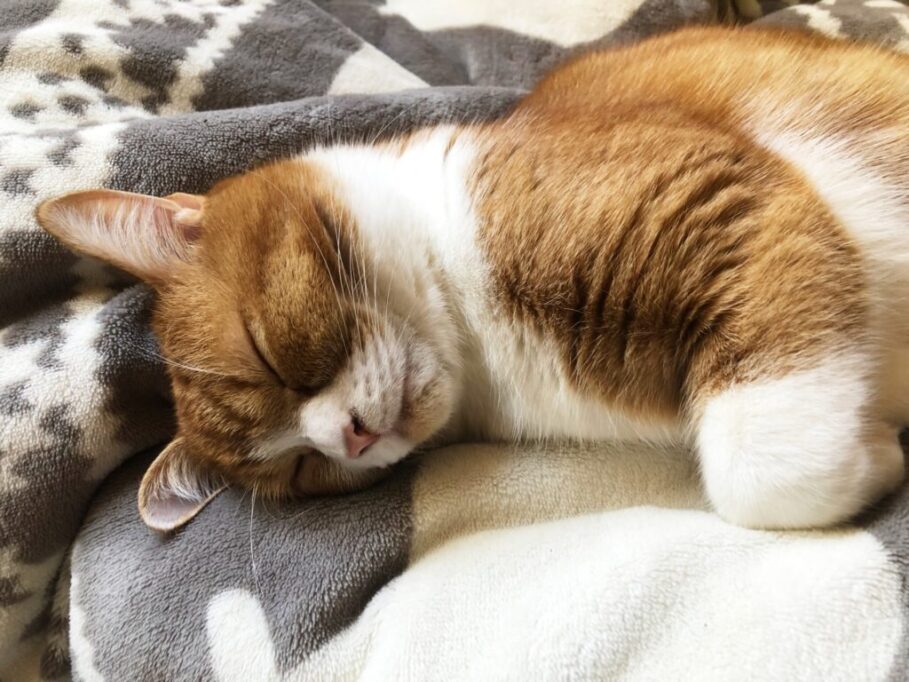毛布で寝てる猫