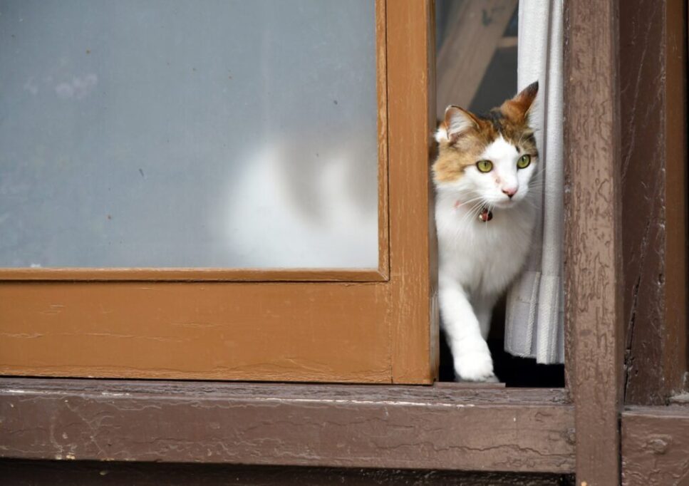 扉を開けて様子をうかがう猫