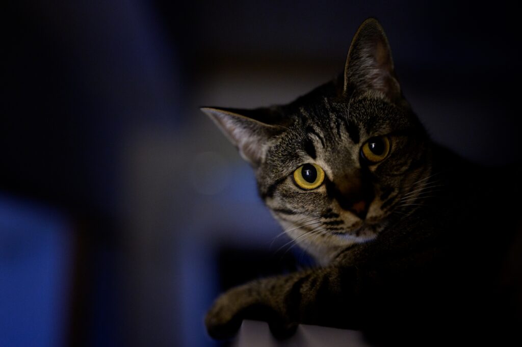 夜パトロール中にこちらを見つめる猫