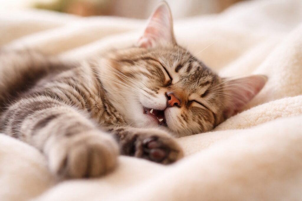 寝ながら寝言を言っている猫