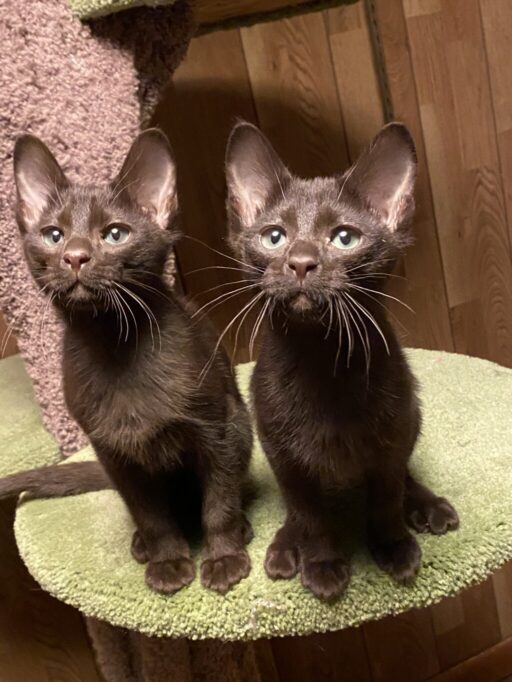 ハバナブラウンの子猫たち