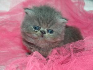 キトンブルーの鼻ぺちゃ子猫