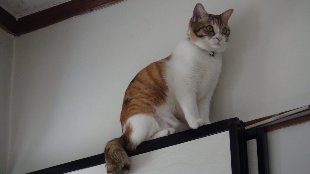 ドアの上に上る猫