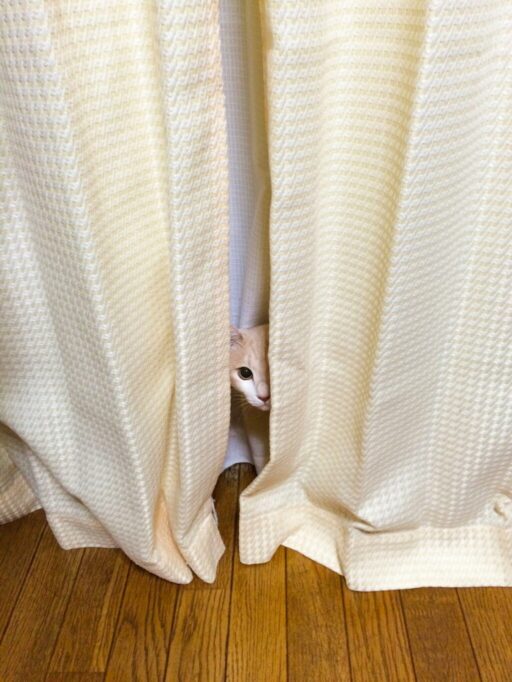 カーテンの隙間から顔を出す猫
