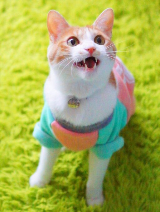 元気にお返事してる猫