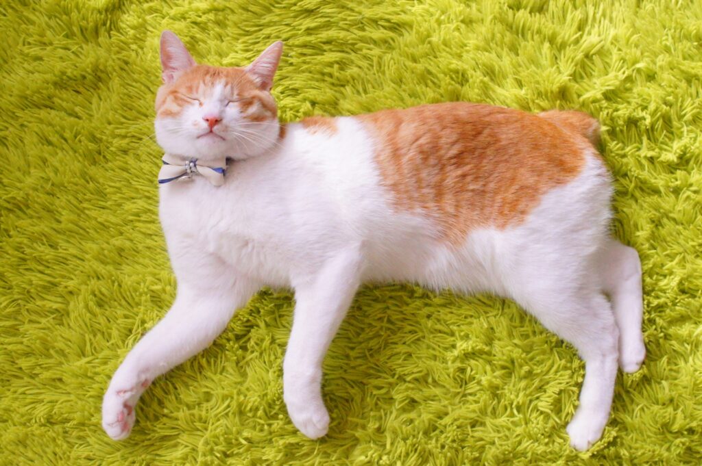 短いしっぽの猫