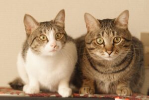 お耳をピーンとして何かを聞いてる猫たち