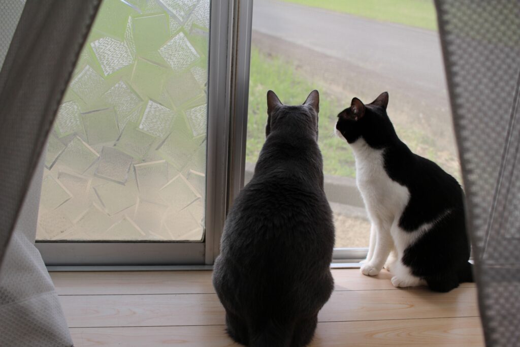 網戸の外を注目してる猫たち