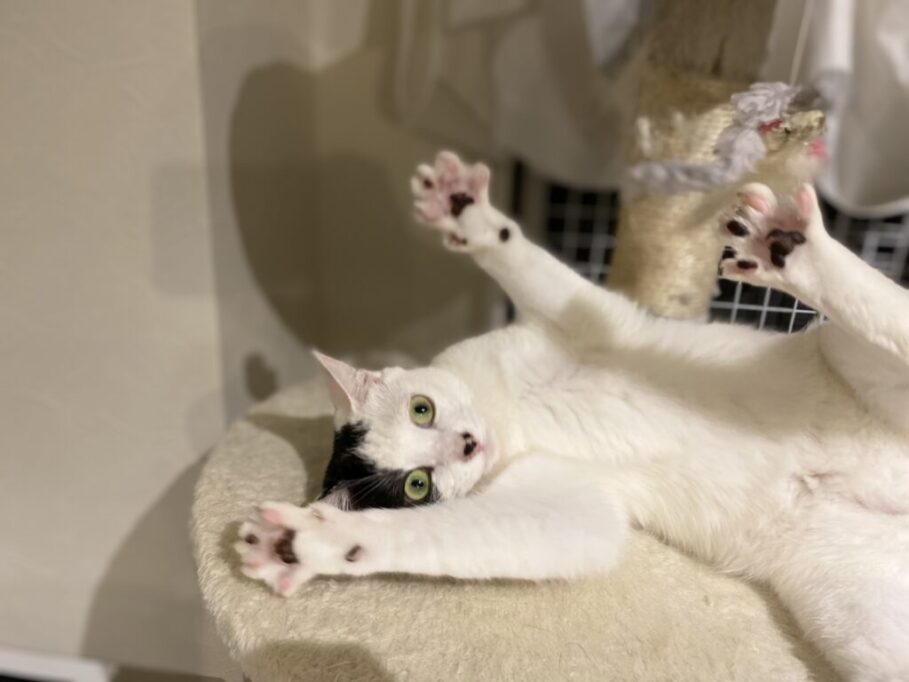 ずっこけてる猫