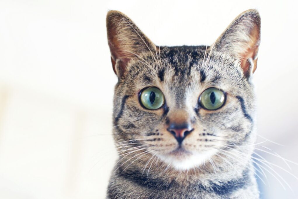 お耳の大きい猫