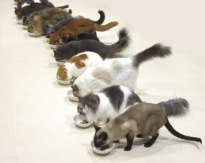 みんな大集合でご飯を食べる猫たち