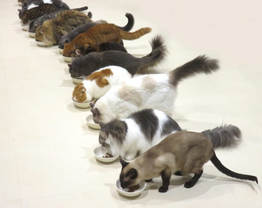 みんな大集合でご飯を食べる猫たち