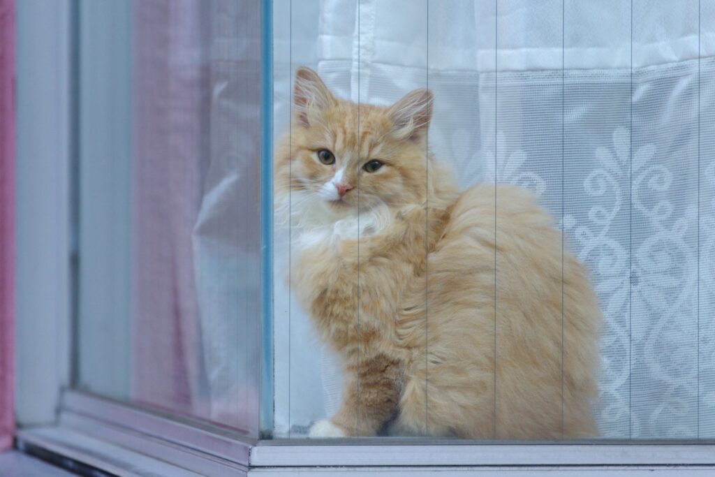 窓からこちらを見つめる猫