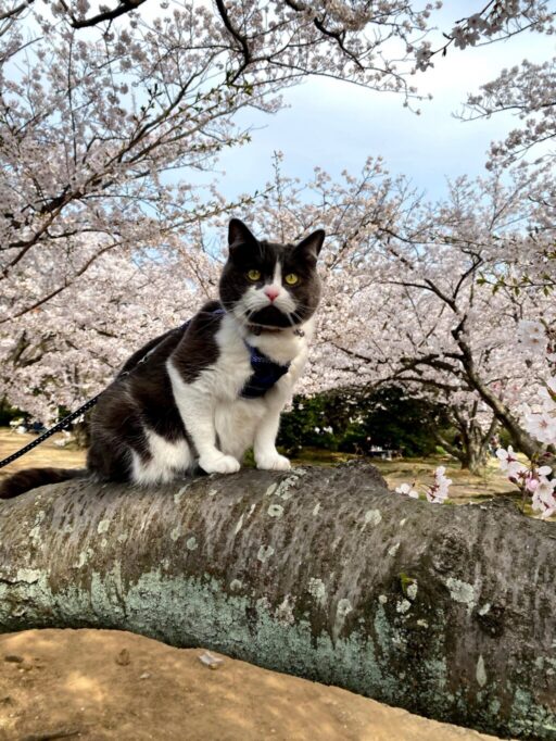桜の木の枝に上っている猫