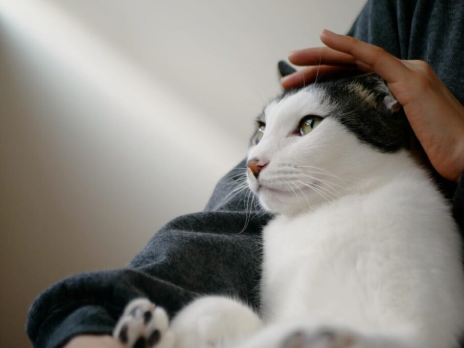 抱っこしてもらって、頭をなでてもらってる猫