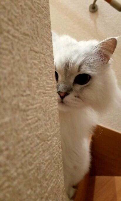 壁の陰からこちらの様子をうかがう猫