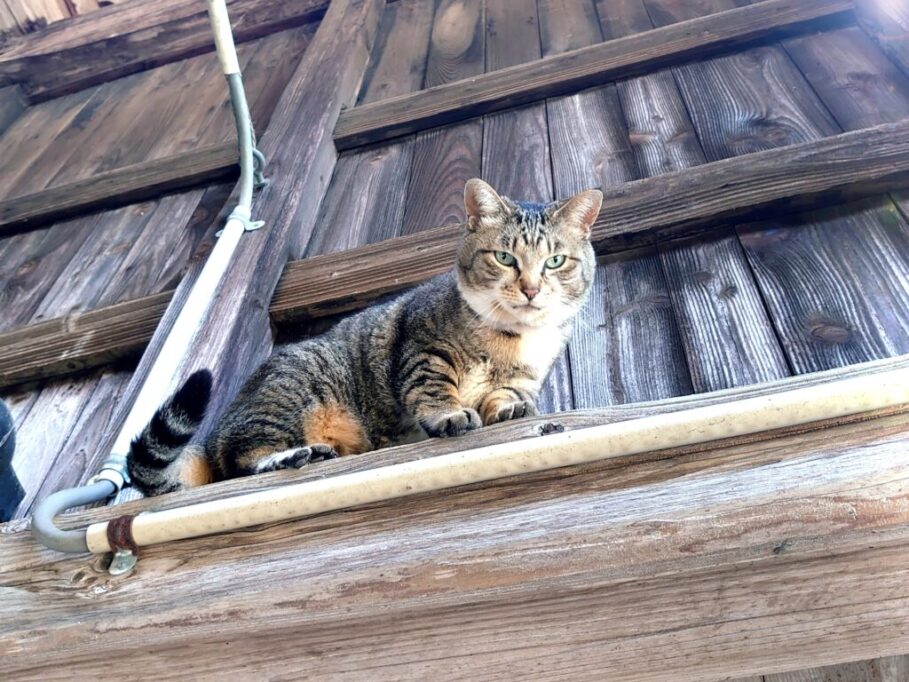 高所からこちらを見つめる猫