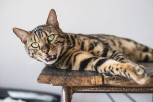 お返事してる猫