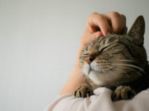 抱っこしてもらって幸せそうな猫