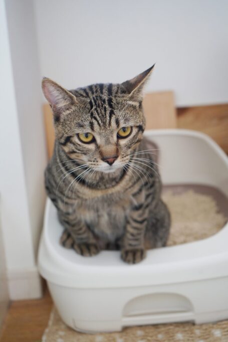 トイレで踏ん張る猫