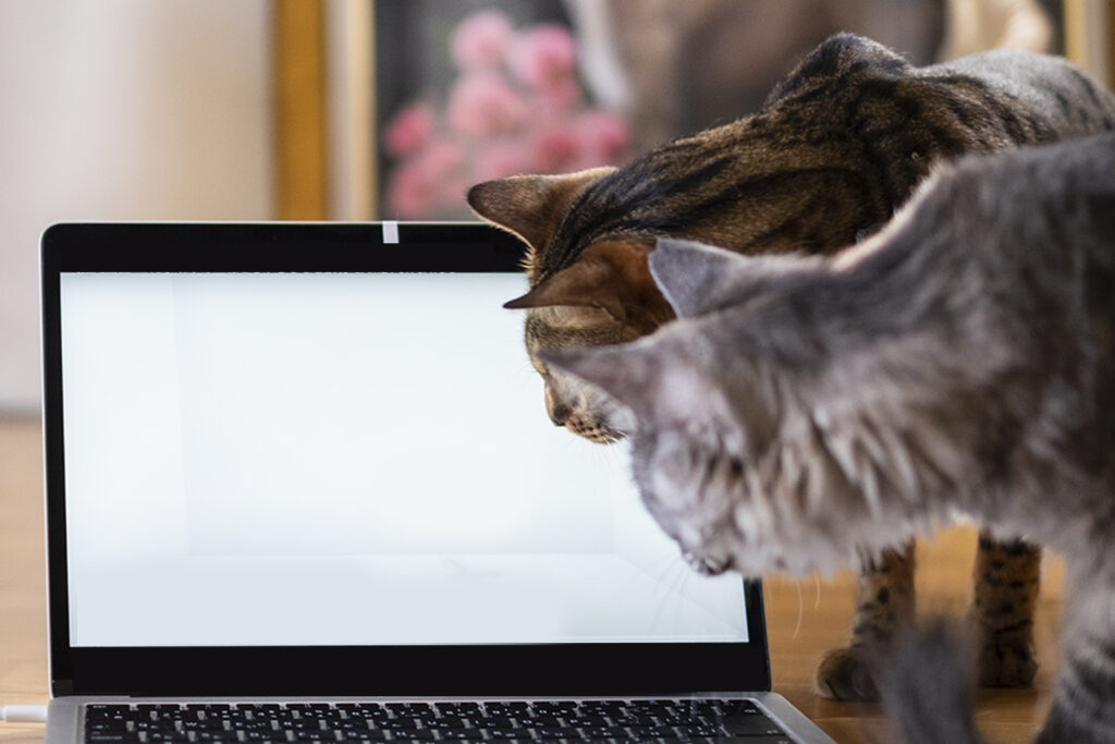 パソコンの画面をのぞき込む猫たち