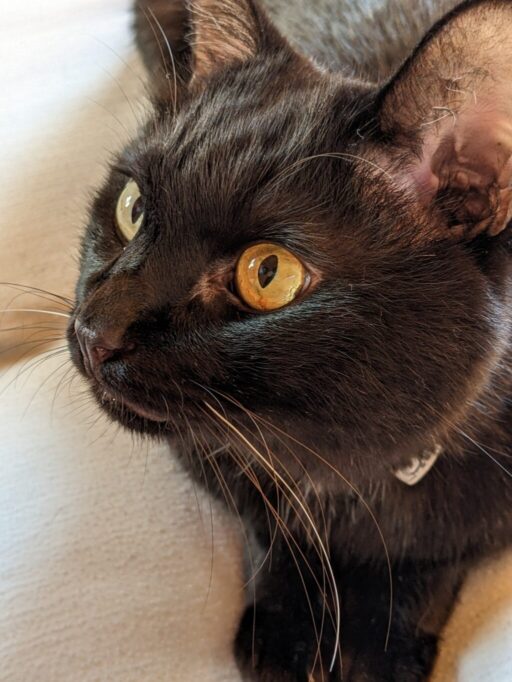 おでこにうっすら縞々が見える黒猫