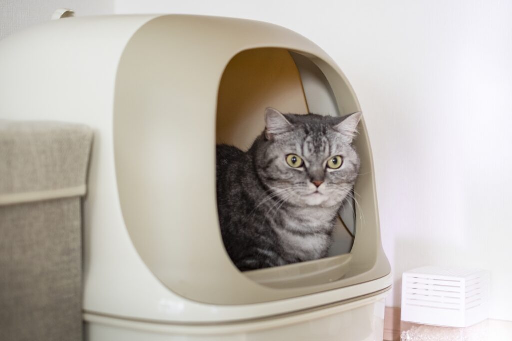 トイレから顔を出す猫