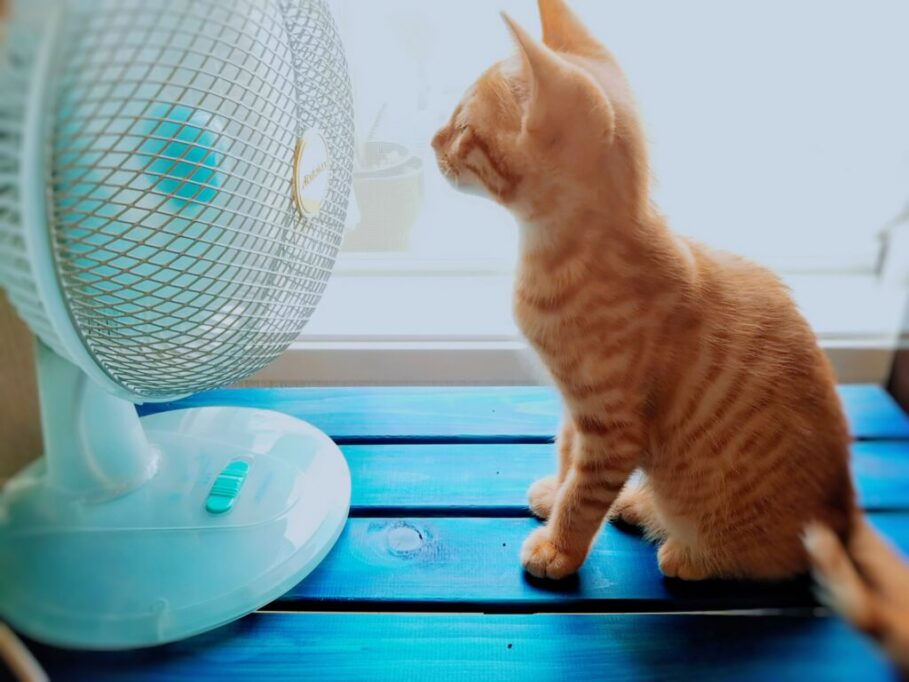 扇風機の風を浴びる子猫