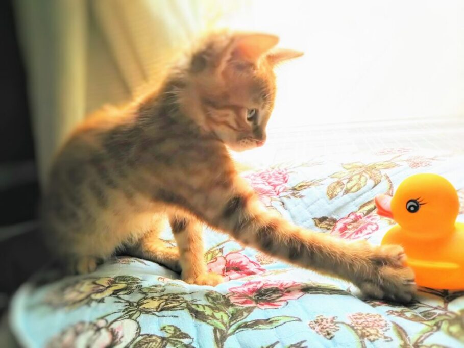 あひるのおもちゃで遊ぶ猫
