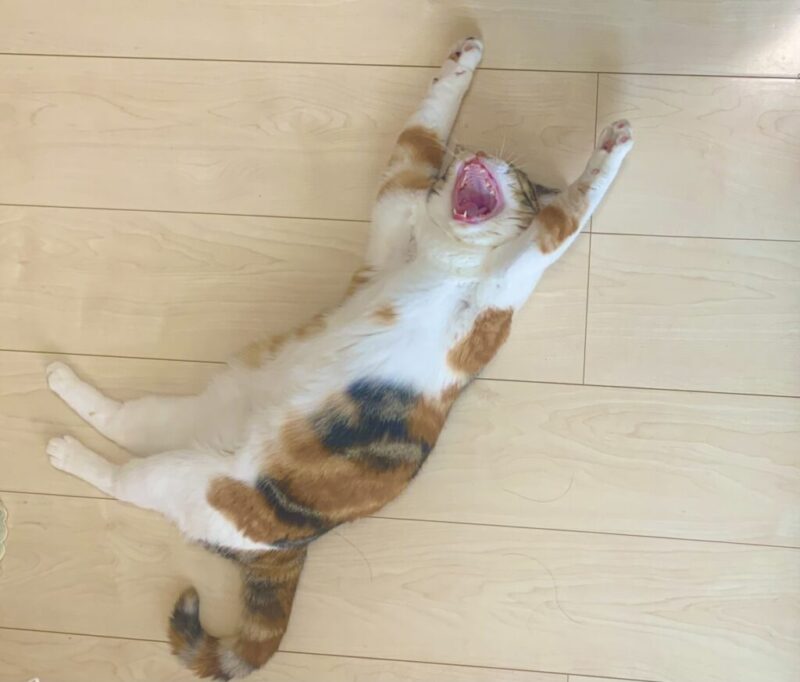 床の上で、のびーして、あくびしてる猫