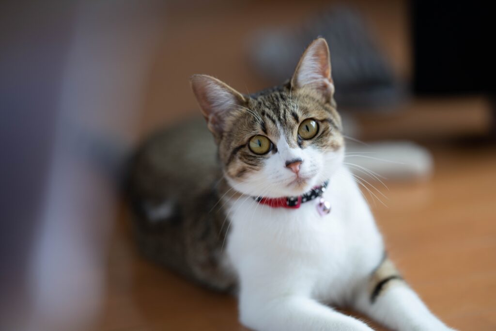 飼い主さんを見つめる猫