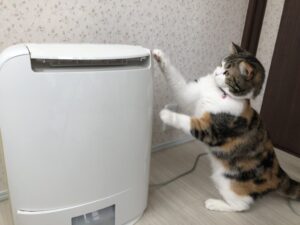 空気清浄機にパンチする猫