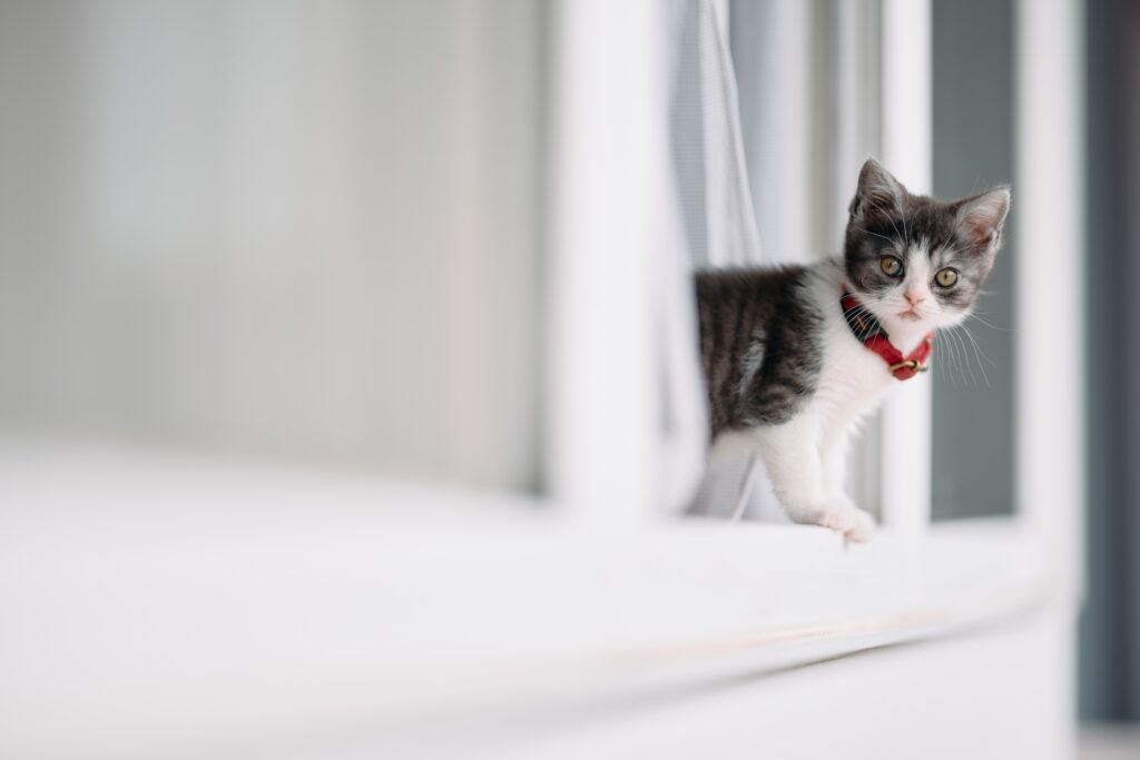 カーテンから顔を出す子猫