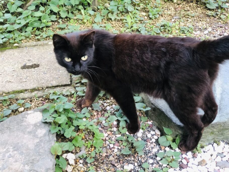 うっすら縞々が見える黒猫