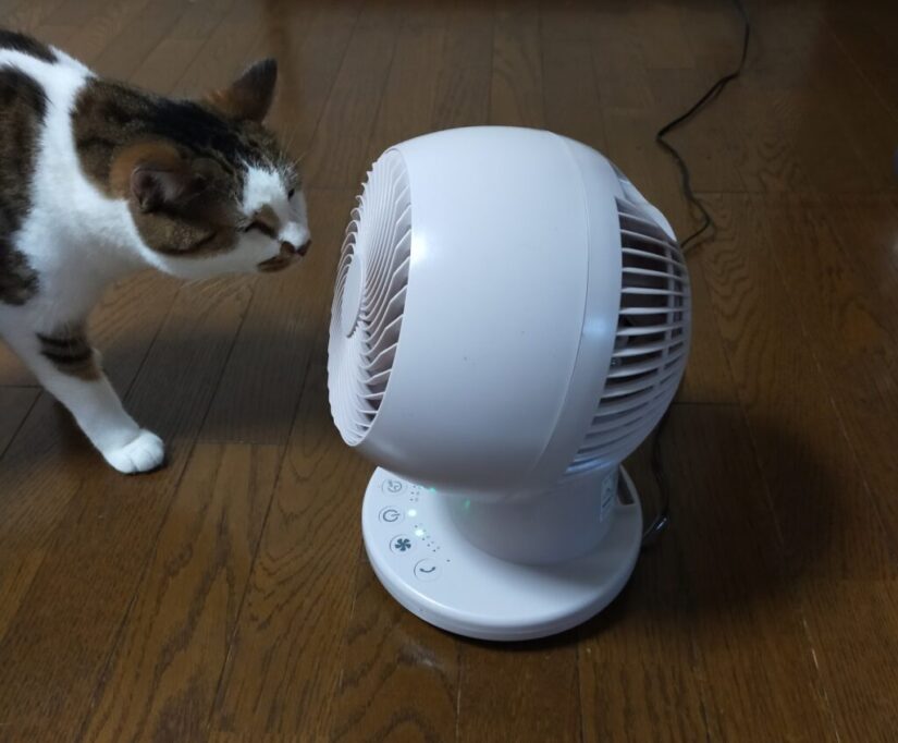 サーキュレーターに近づく猫