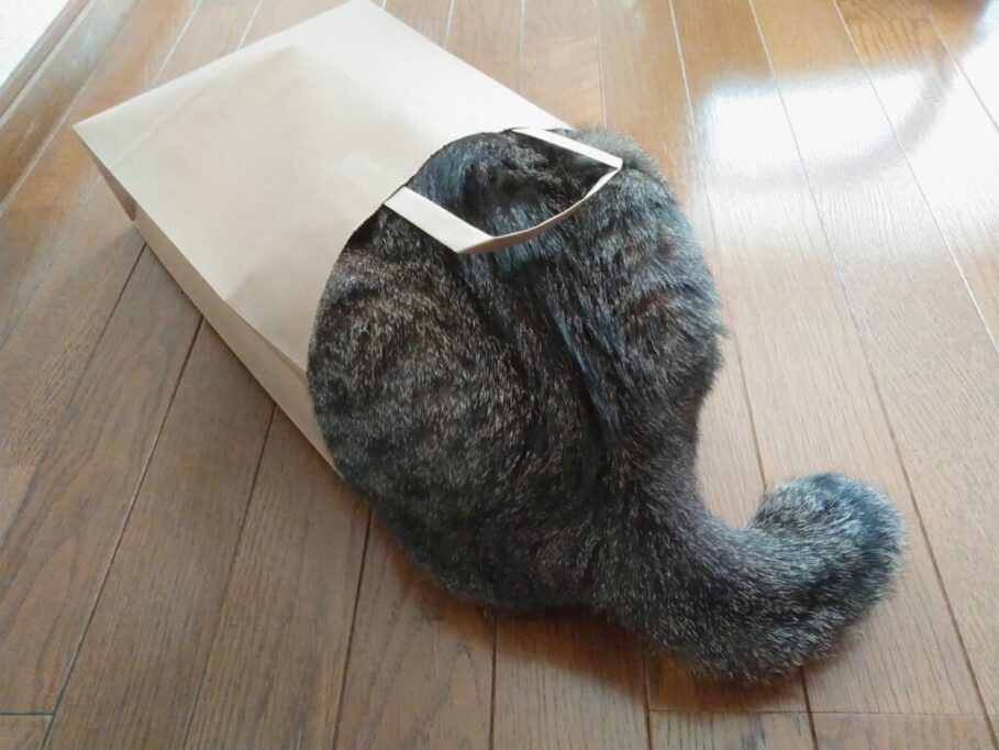 ポンポンみたいにみえるしっぽの猫