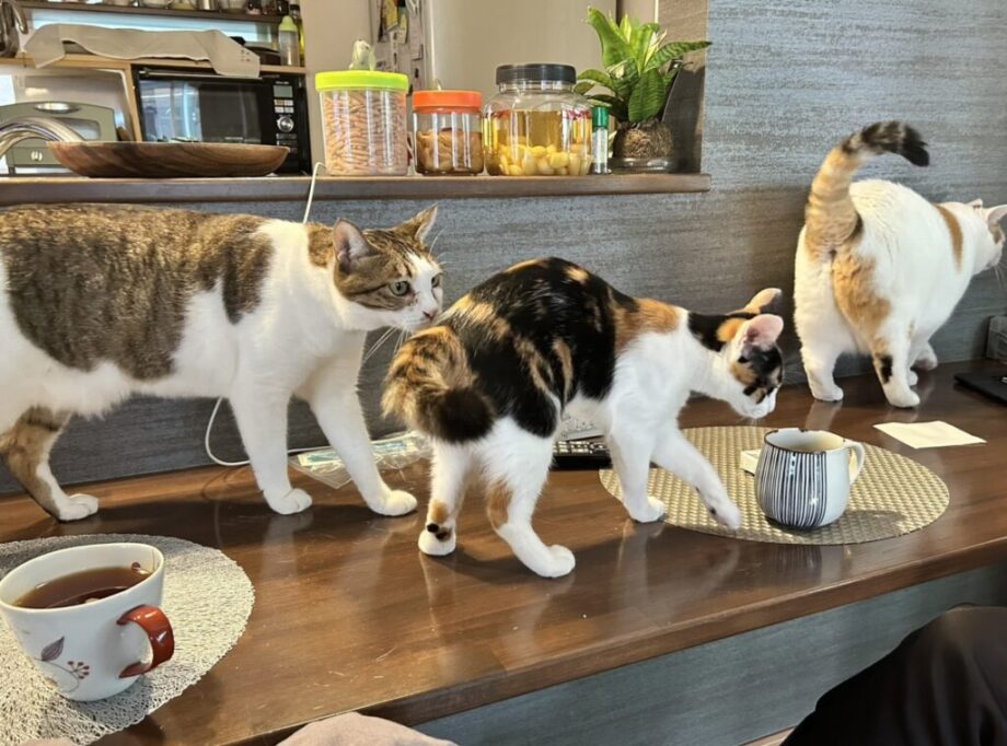 テーブルの上でわちゃわちゃしてる猫たち