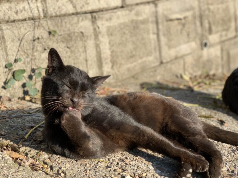 毛繕いしているゴーストタビーの黒猫
