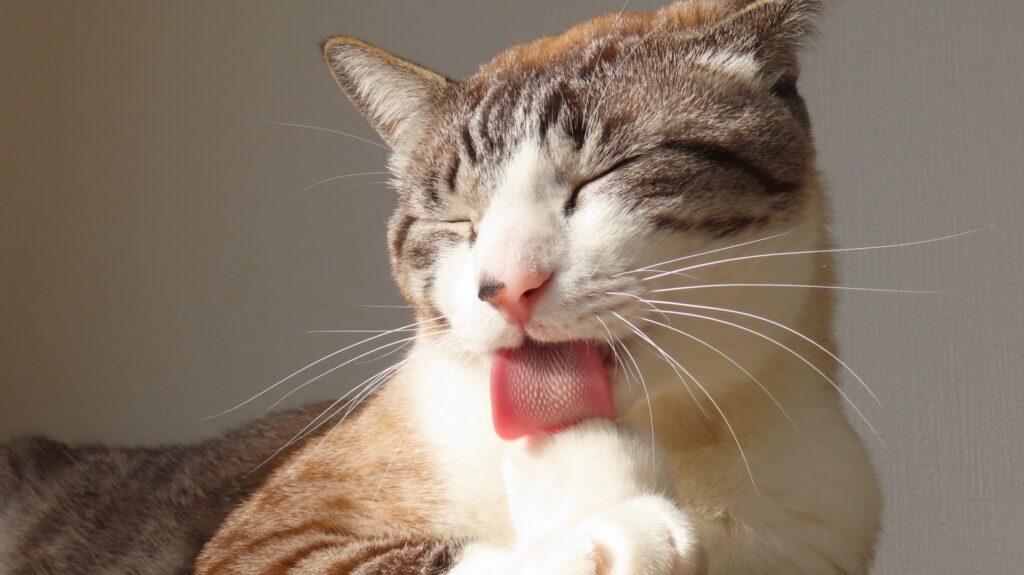 毛繕いしてる猫