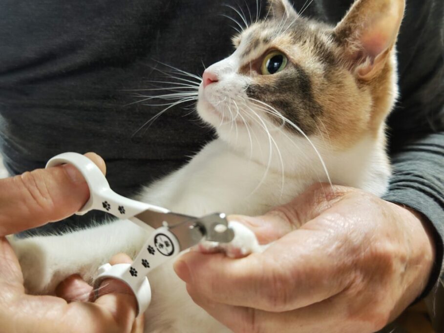 おめめまんまるで爪を切ってもらってる猫